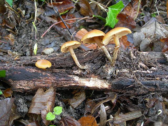 Galerina primaverile